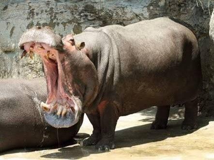 カバカバは妊娠中に使用しても安全ですか?